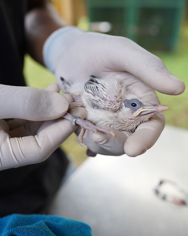 A close-up of a Bali Starling chick being carefully held by a gloved hand, symbolizing the Begawan Foundation's species preservation program.