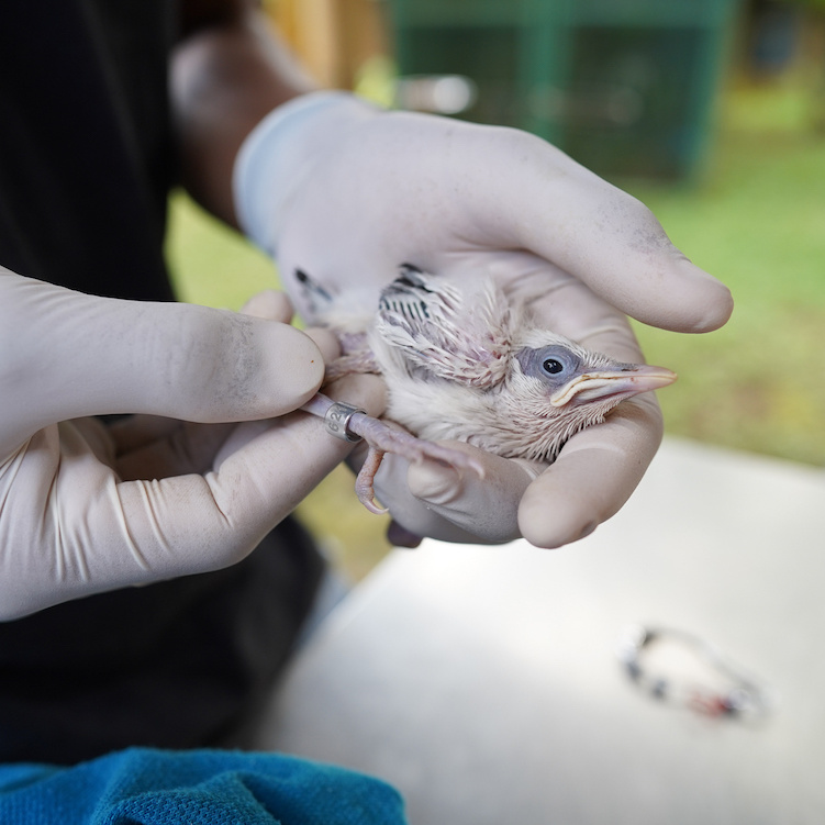 A close-up of a Bali Starling chick being carefully held by a gloved hand, symbolizing the Begawan Foundation's species preservation program.