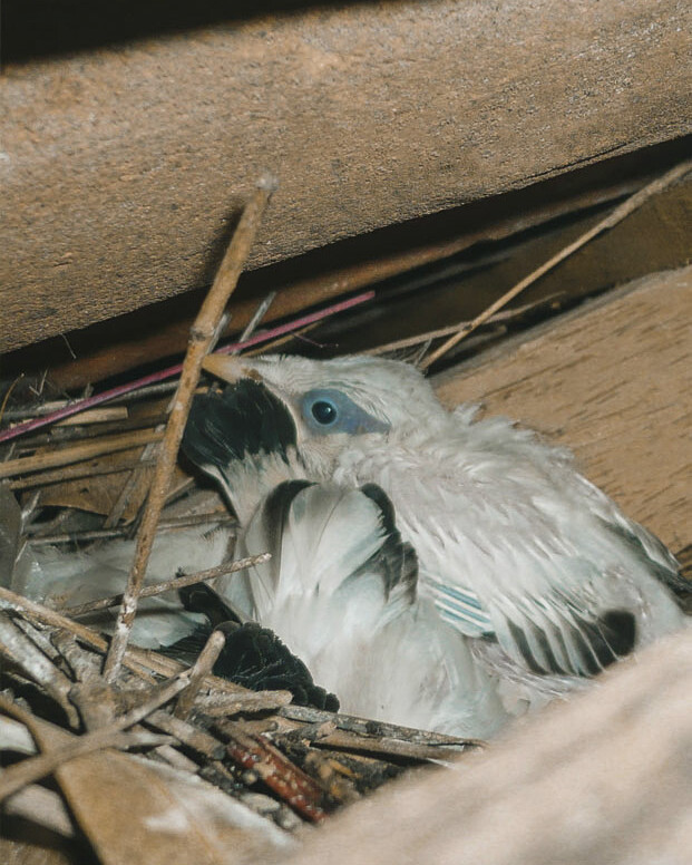 A close-up photo of a young Bali Starling chick in its nest, showcasing the Foundation's successful breeding program.