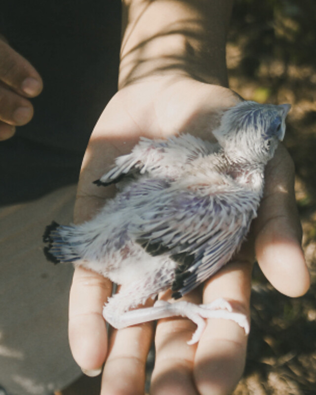 A close-up photo of a young Bali Starling chick in a person's hand, showcasing the Foundation's successful breeding program.