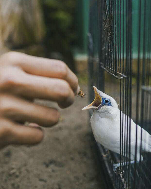 A person hand-feeding a Bali Starling, a critically endangered bird species, as part of the Begawan Foundation's conservation efforts.