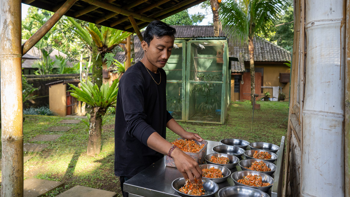 A person's hands placing a mixture of fruits and insects into small bowls for Bali Starlings at the Begawan Gita breeding center.