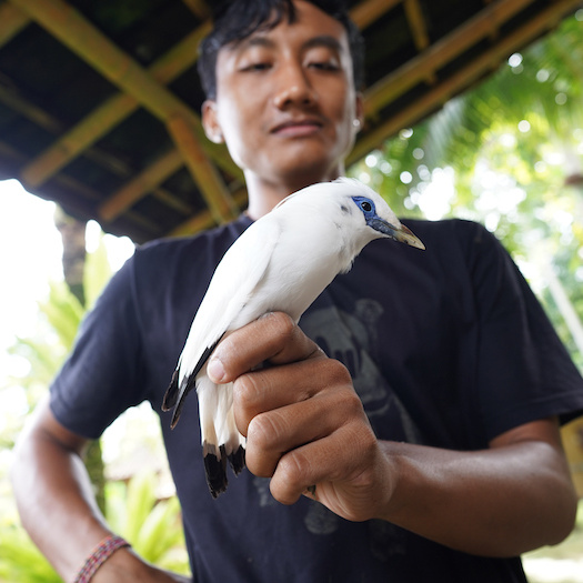 A close-up photo of a Bali Starling, a critically endangered bird species that the Begawan Foundation is working to protect.