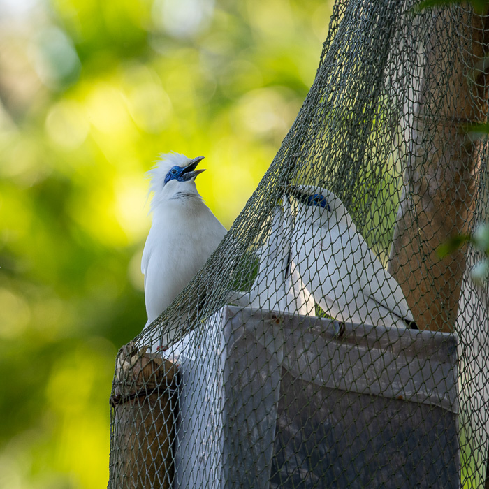 A photo of Bali Starlings perched on a nest box, highlighting the Begawan Foundation's efforts to protect and restore their population.