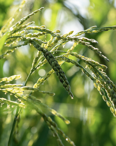 A glimpse of a healthy rice crop, showcasing the positive impact of Begawan's sustainable farming methods.