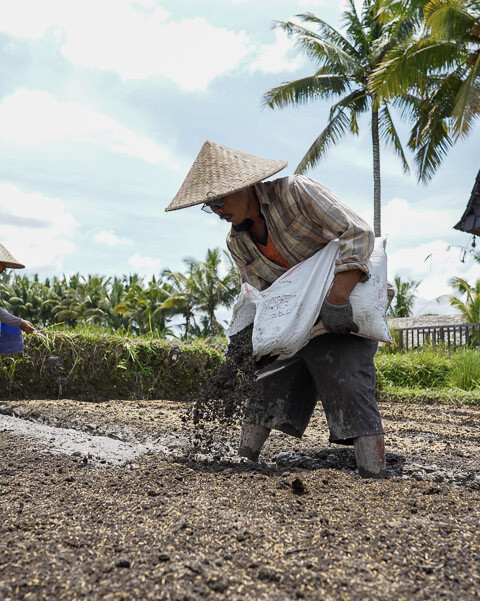 A view of Begawan's rice fields, showcasing the use of organic farming methods to improve soil health and reduce environmental impact.