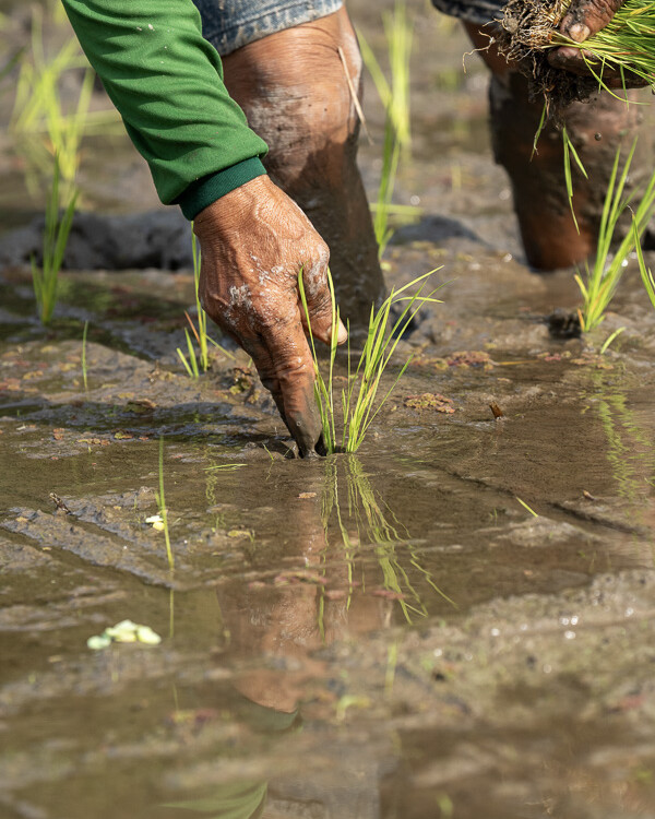 A glimpse of Begawan's sustainable rice farming practices, aimed at minimizing environmental impact.