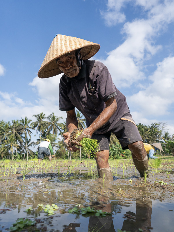 A view of Begawan's permaculture garden and rice fields, showcasing the initiative's focus on sustainable agriculture.